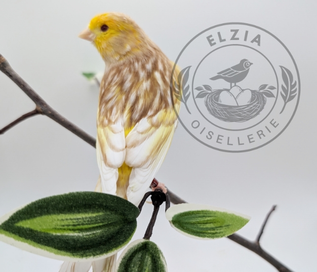 Canari